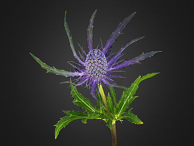 花 海冬青 花 中药 鲜花 野花