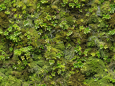 现代自然地面 苔藓 绿色植物 自然 湿润环境 墙地面苔藓