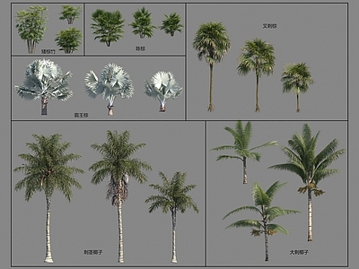 景观树 棕榈 椰子