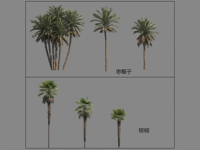 景观树 棕榈