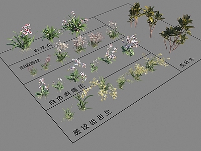 花 白兰花 白齿舌兰 白色蝴蝶兰 斑纹齿舌兰