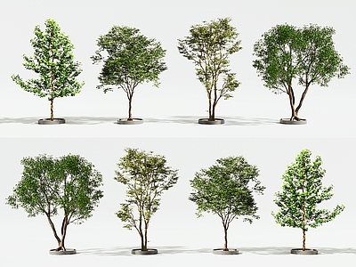 景观树 树木 景观树 大树 灌木 树