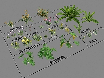 花 兰花 红点草 南阳巢蕨