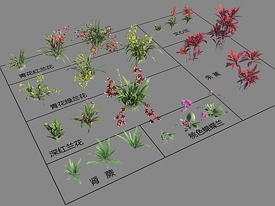 花 兰花 肾蕨 朱蕉 文心兰