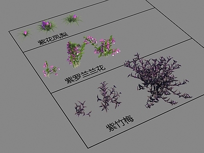 花 紫花凤梨 紫罗兰兰花