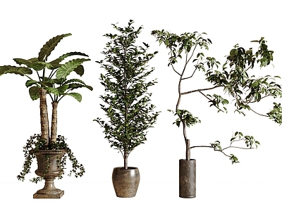 盆栽 现代绿植盆栽