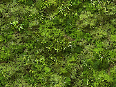 现代自然地面 苔藓 绿色植物 湿润环境 自然 墙地面苔藓