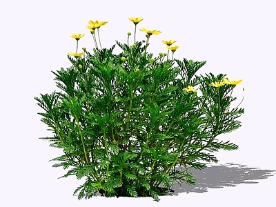 灌木 2D木春菊 木茼蒿 小牛眼菊 木菊 茼蒿菊