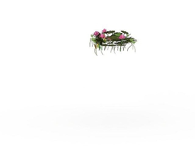 现代荷花