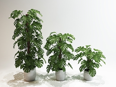 盆栽 盆景 绿植 室内植物 室内盆景 绿植盆景