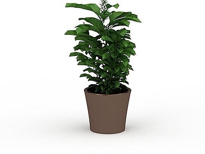 现代灌木 办公室灌木