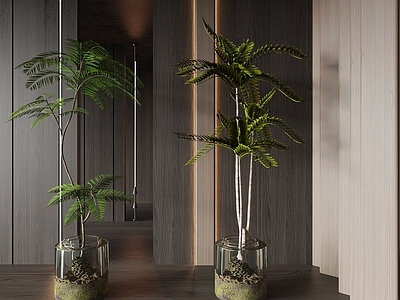 盆栽 现代绿植盆栽 绿植 盆栽 盆景