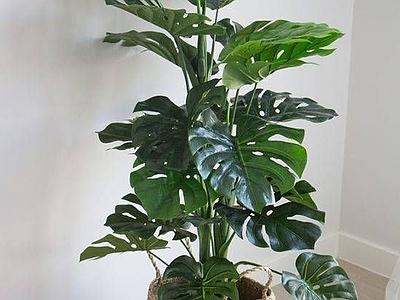 盆栽 现代龟背绿植盆栽