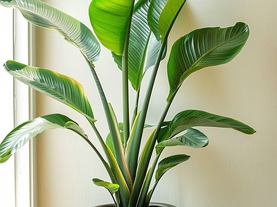 盆栽 现代绿植盆栽