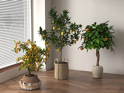 盆栽