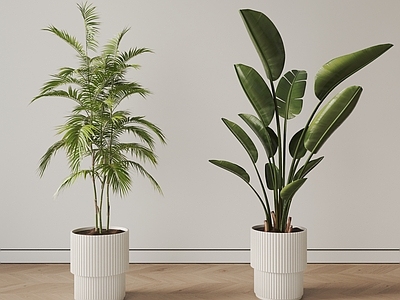 盆栽 盆栽 盆景 绿植 植物 现代盆栽植物