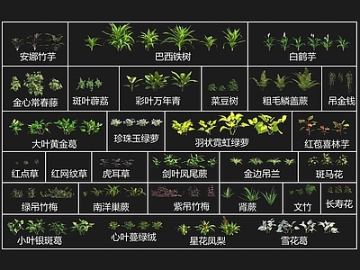 花草组合 绿萝 各种花草