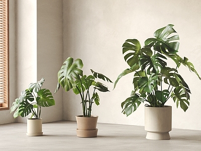 盆栽 现代盆栽植物组合 绿植 盆景 龟背竹 植物摆件