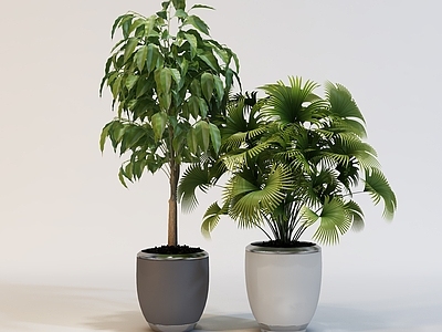 盆栽 室内盆景 植物 绿植 绿色盆景 室内绿植
