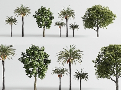 景观树 景观树 现代行道树 乔木 城市树木 庭院树木