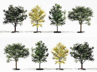 景观树 树木 景观树 椰子树 庭院树木 城市树木