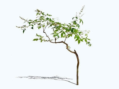 乔木 2D黄荆 禅意小乔木 庭院意境杂木 黄荆子 布荆