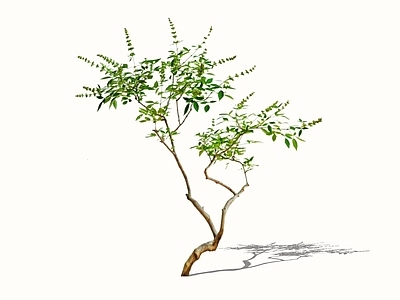 乔木 2D黄荆 禅意小乔木 庭院意境杂木 布荆 黄荆子