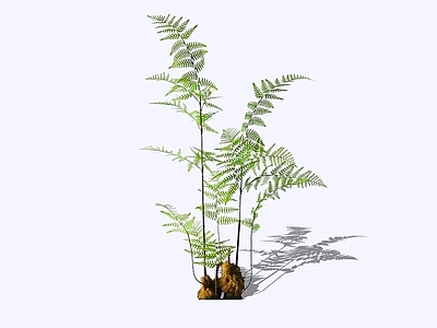 花草 2D紫萁蕨