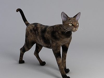现代可爱灰色猫