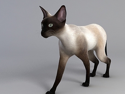 现代小猫玩具