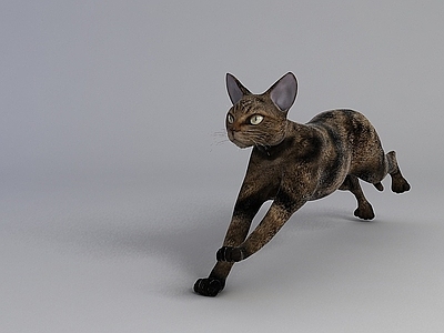 现代宠物猫