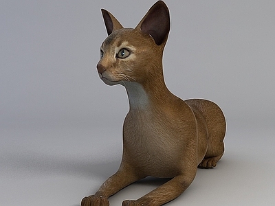 现代纯色小猫
