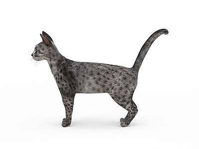 现代宠物猫