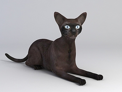 现代纯黑家猫