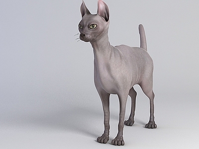 现代斯芬克斯猫