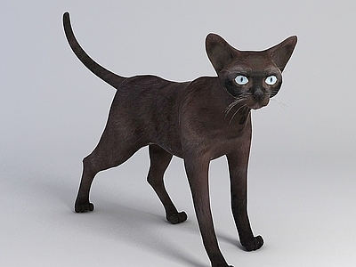 现代黑色家猫