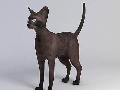 现代黑猫