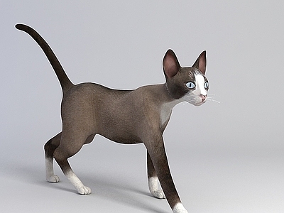 现代灰色猫咪