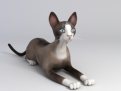 现代灰色家猫