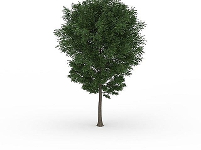 现代绿叶景观树
