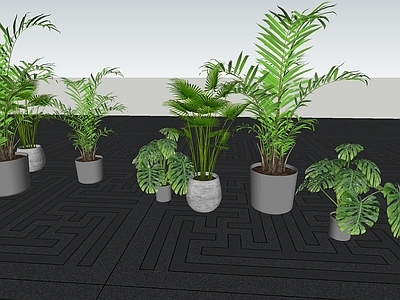 植物组合 盆栽组合 树池植物组合