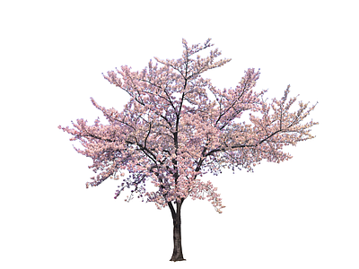 花草 樱花 樱花树