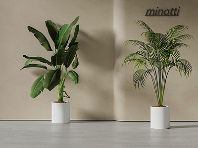 盆栽 植物盆栽 落地 天堂鸟