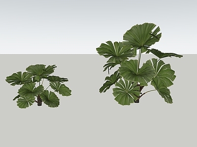 盆栽 热带风格 大叶植物 圆叶轴榈