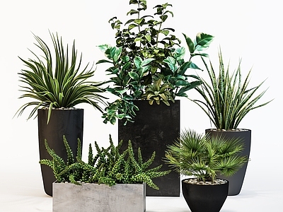盆栽 绿萝 盆景 室内绿化 室内植物 盆景组合