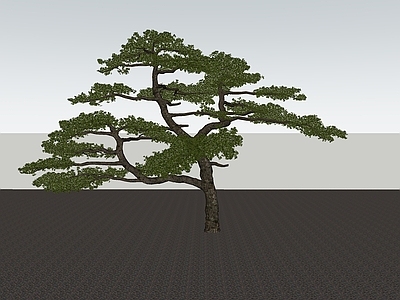 乔木 乔木 景观树 造型树 造型松