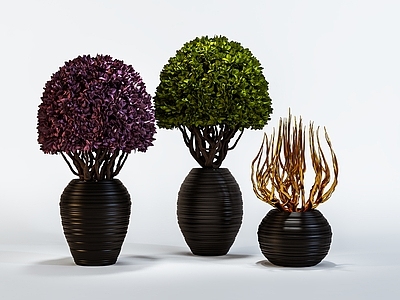 盆栽 植物 盆景 绿色盆景 绿色植物 室内绿化
