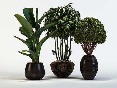 盆栽 盆景 绿植 植物 景盆 室内植物