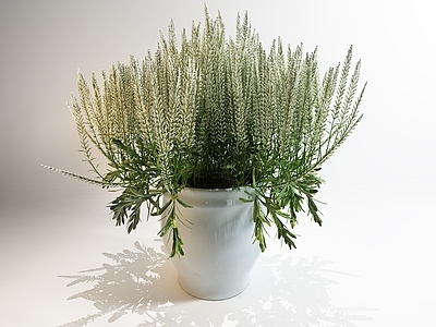 盆栽 盆景 绿色植物 室内绿化 室内植物 植物