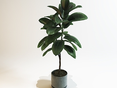 盆栽 绿化 植物 盆景 绿色植物 盆景植物